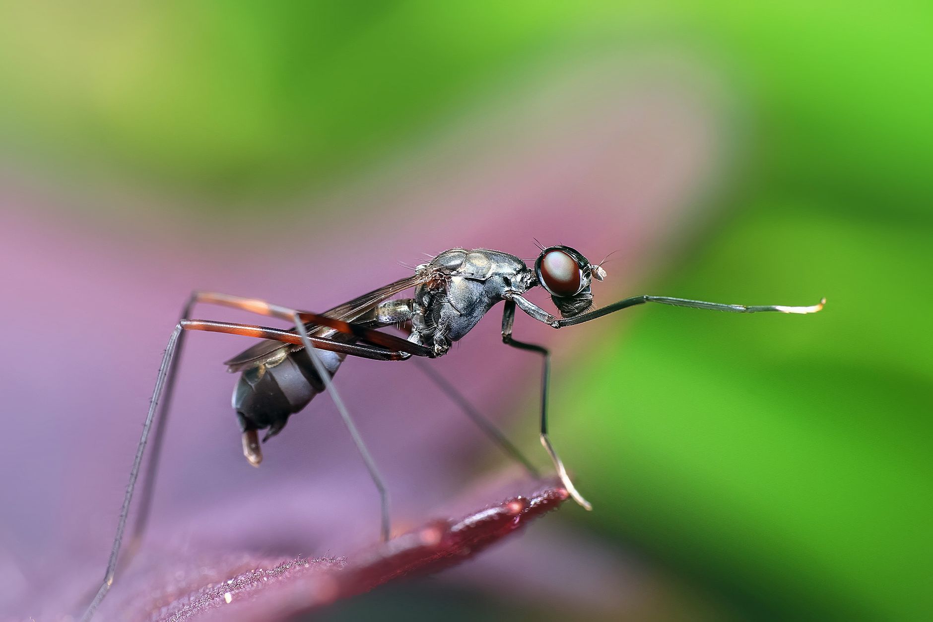 Skeeter Syndrome: Understanding Allergic Reactions to Mosquito Bites