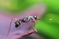 充满活力的叶子上，昆虫特写镜头捕捉到复杂的特征和颜色