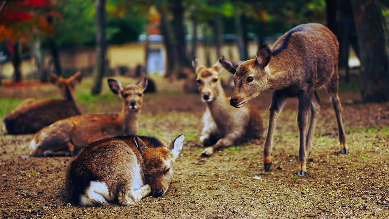 Deer on Field
