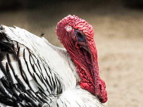 冬季, 動物, 動物園 的 免费素材图片