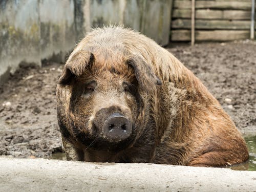 Immagine gratuita di alimentazione, animale, animale domestico