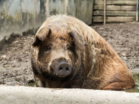 Close-up of a Mangalica pig sitting in a muddy sty in Geesthacht, Germany.