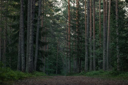 Kostenloses Stock Foto zu baum, bäume, beratung