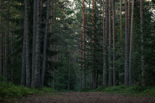 Free Serene forest path lined with tall coniferous trees, perfect for nature walks. Stock Photo