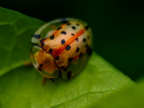 Free Close-up view of a tortoise beetle resting on a vibrant green leaf, showcasing intricate details. Stock Photo
