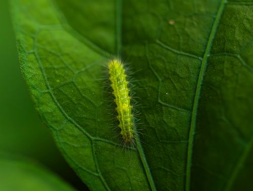 Free Close-up of a vibrant green caterpillar crawling on a textured leaf, showcasing nature's beauty. Stock Photo