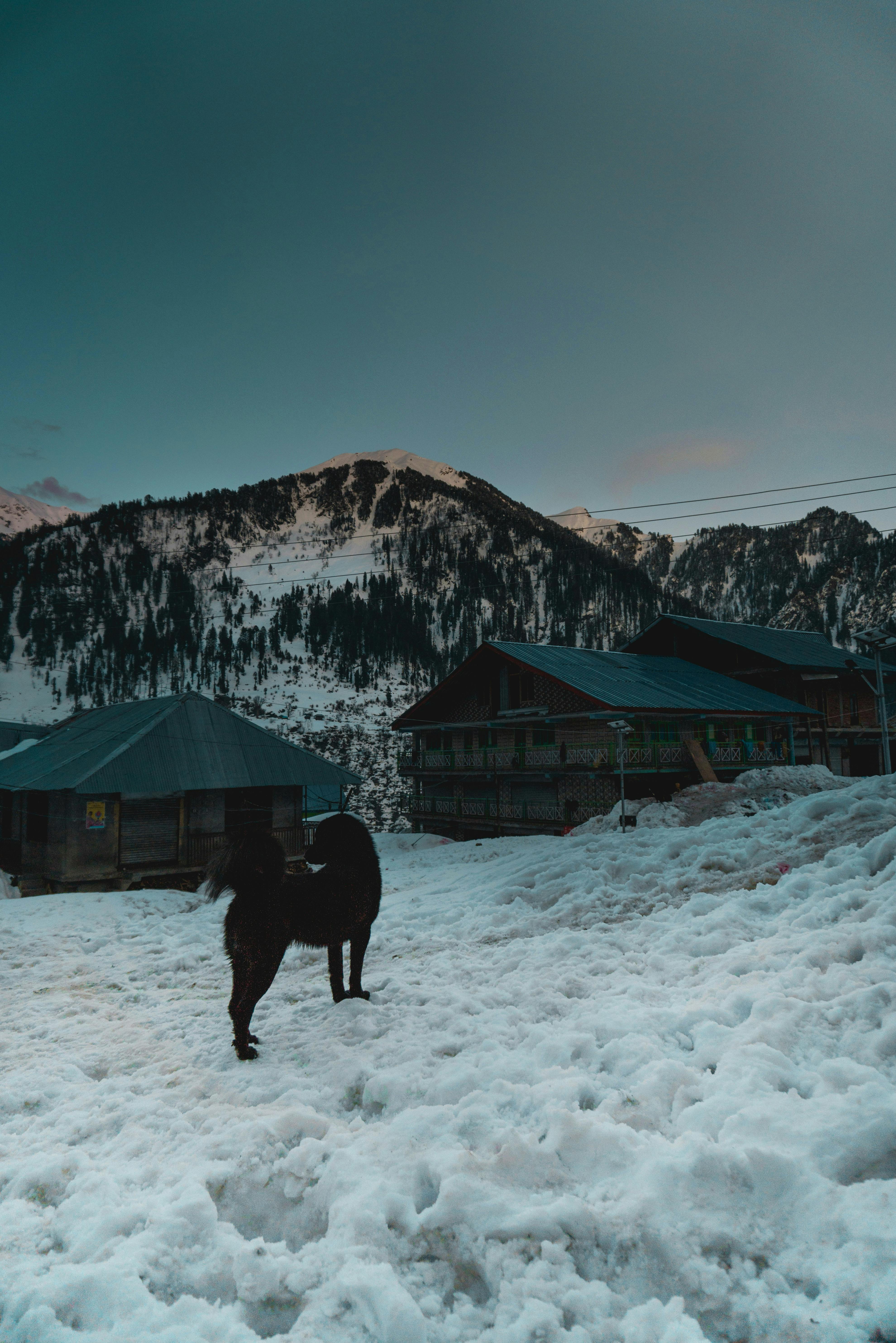 冬季，白雪皑皑的村庄里，狗在山间背景下漫步，展现出一片宁静的户外美景