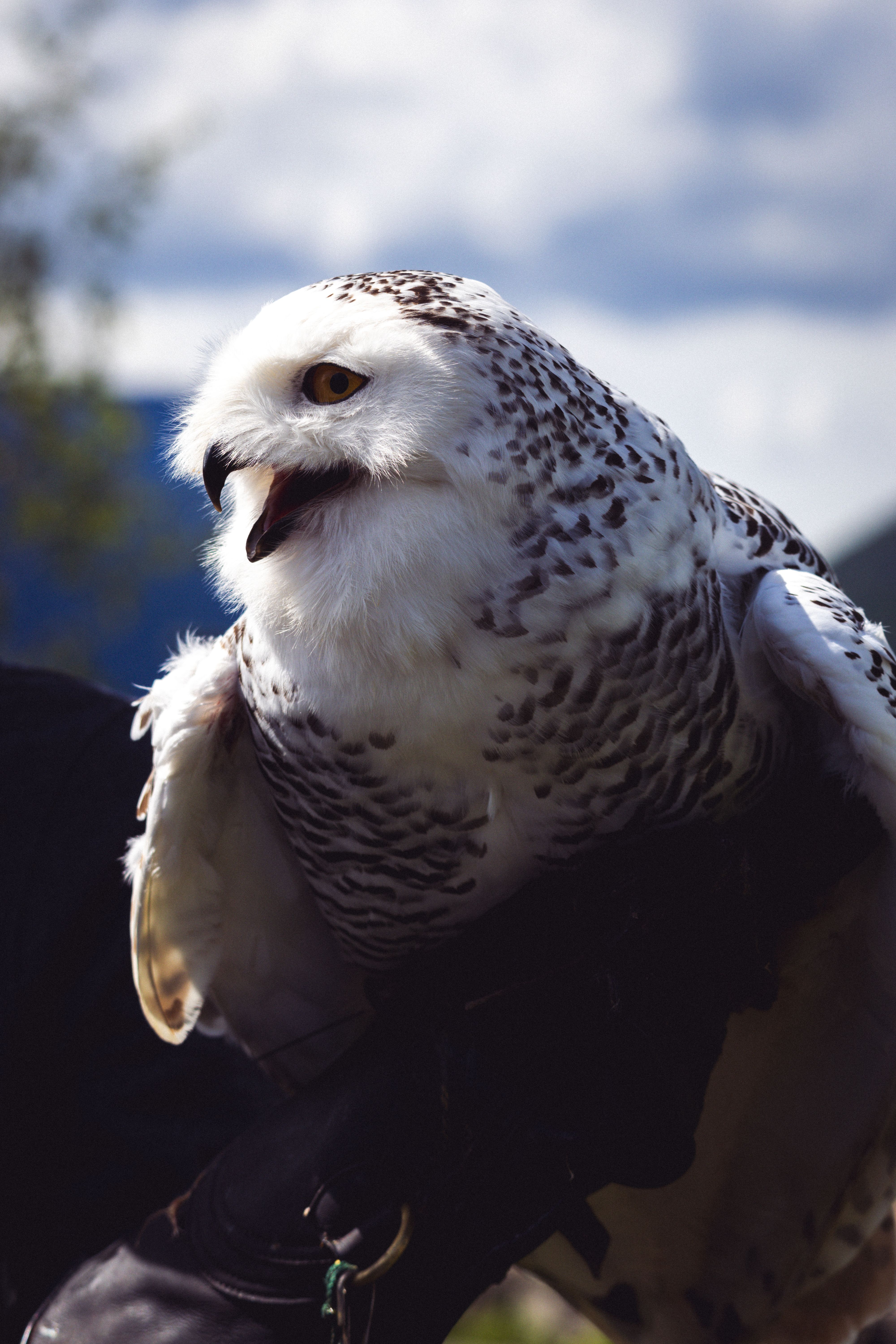 Close-up of a snowy owl showcasing its striking plumage outdoors.