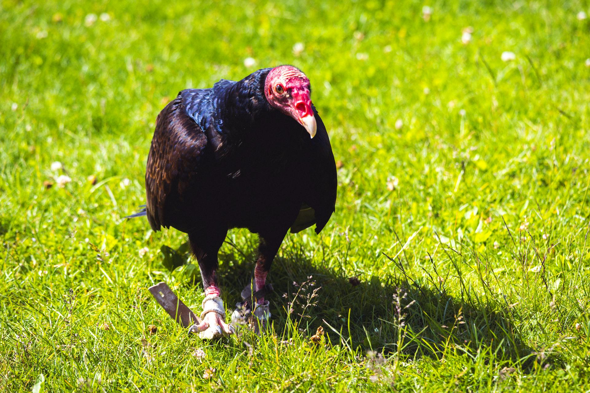 Turkey Vulture with Metal Tags Walking on the Grass