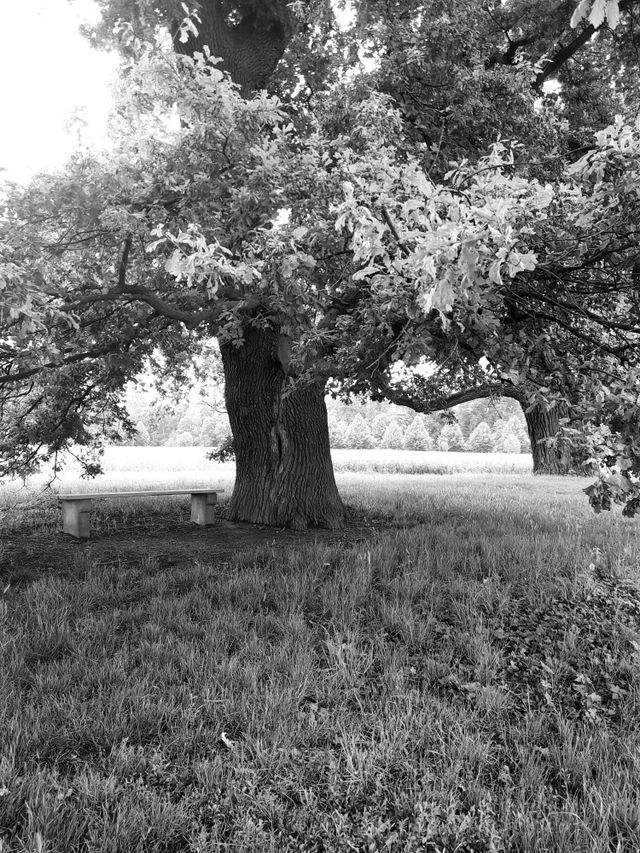 oak