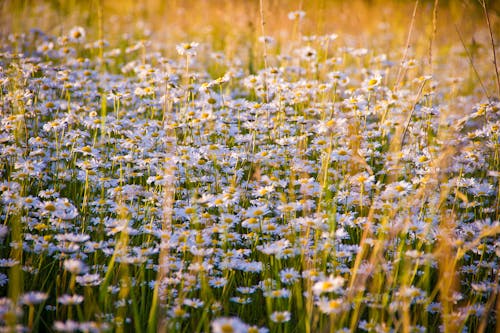 Gratis Tampilan Jarak Dekat Dari Bunga Yang Tumbuh Di Lapangan Foto Stok