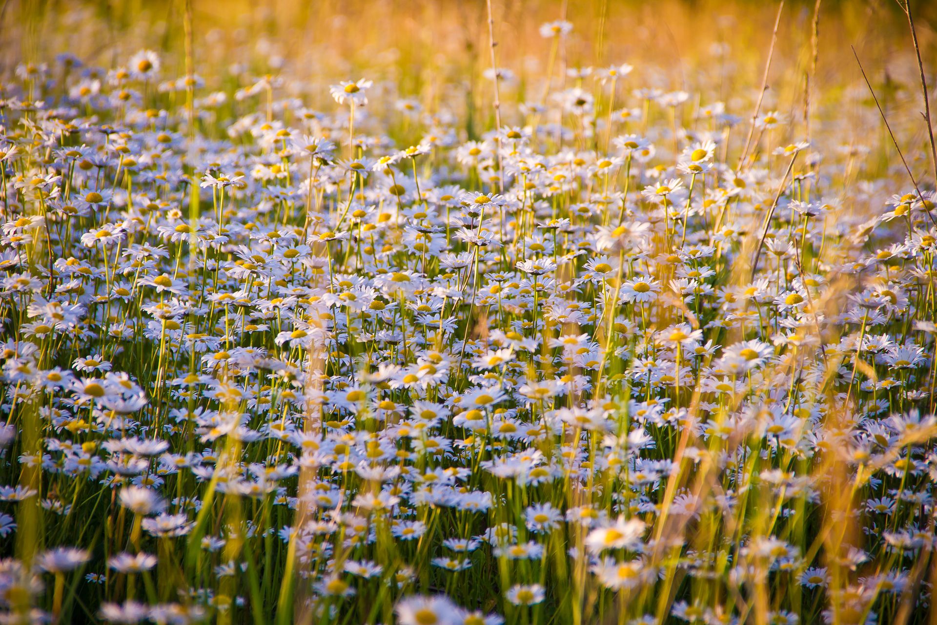 A beautiful field of blooming daisies bathed in warm summer sunlight, capturing nature's serenity.