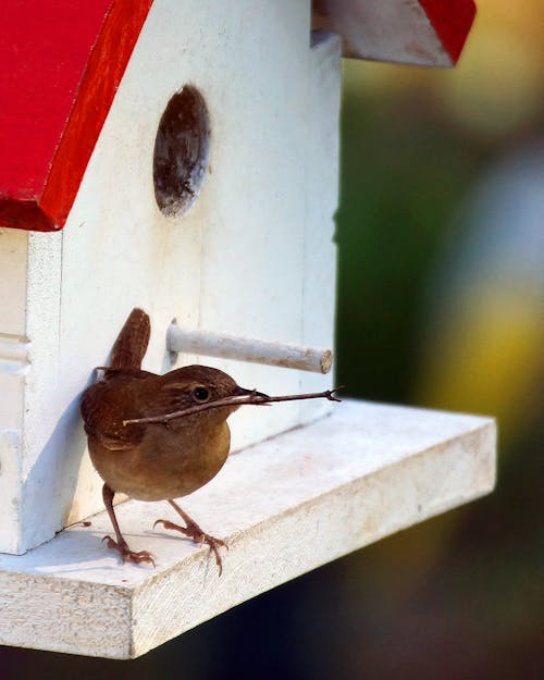 Selektives Fokusfoto Des Zaunkönigs Thront Auf Weißem Vogelhaus