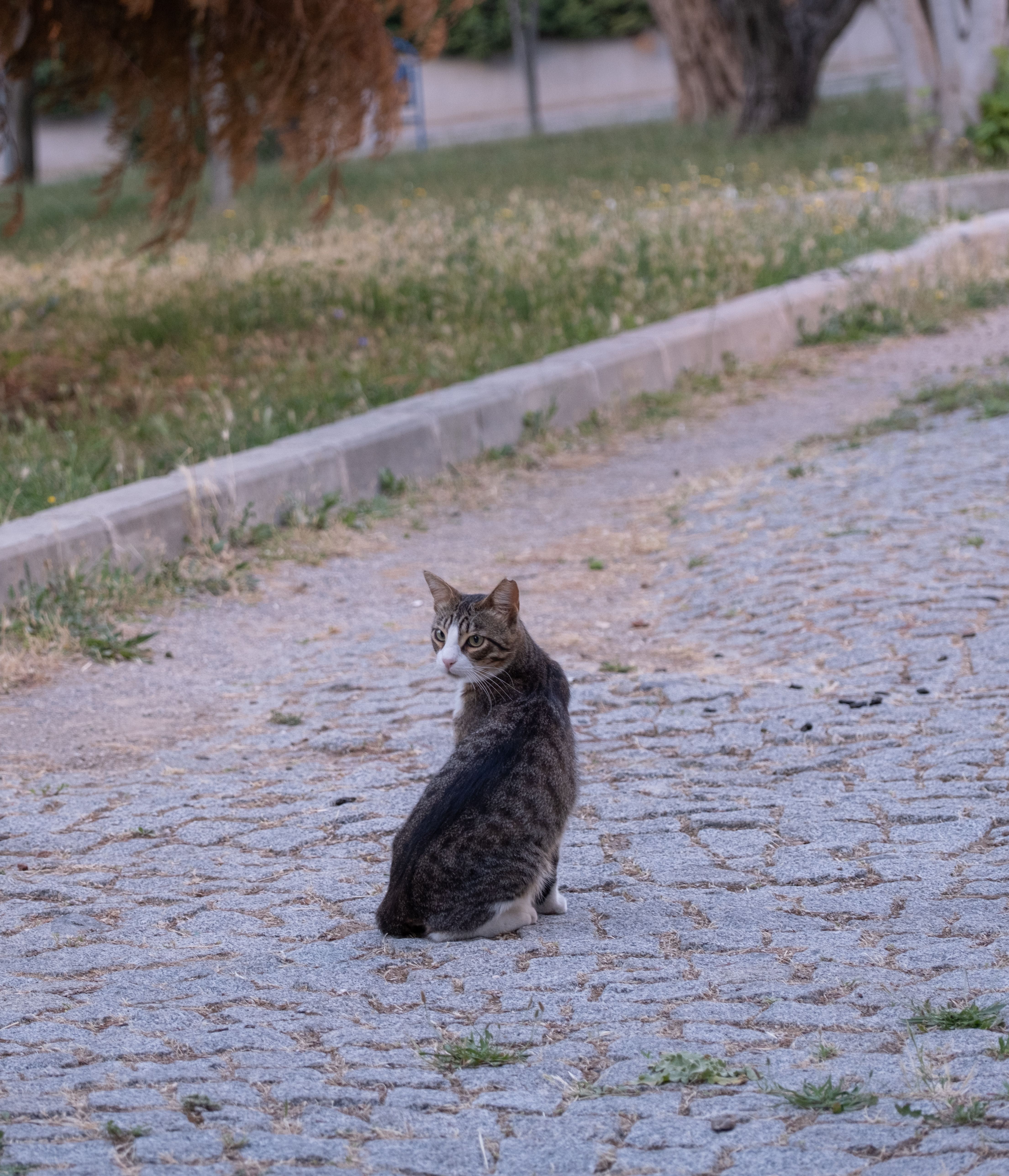 Mackerel Tabby Cat Sitting on the Sidewalk Looking Back · Free Stock Photo