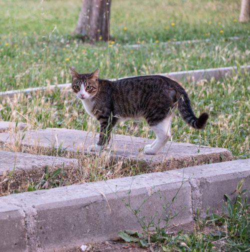 Free A curious street cat explores a park in Bornova, İzmir, captured in a natural setting. Stock Photo