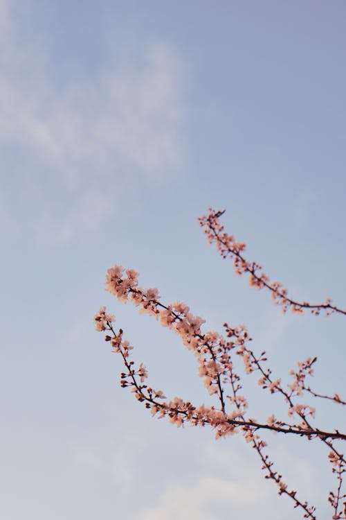Imagine de stoc gratuită din cer frumos, floare de cireș, la țară