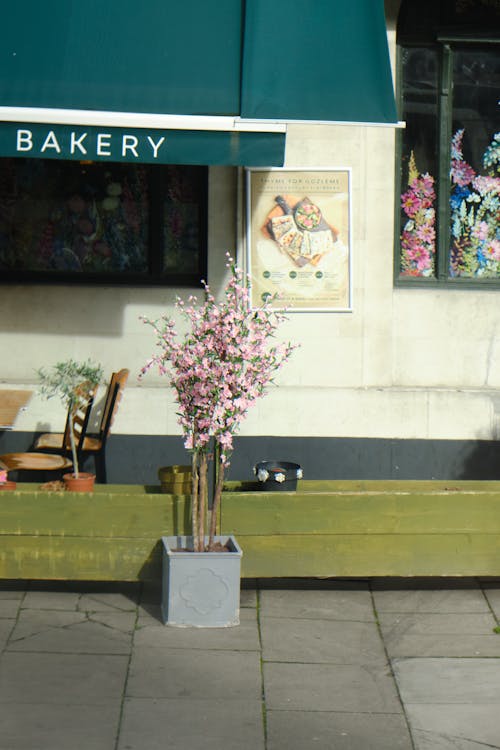 Free stock photo of bakery, central london, cherry blossom