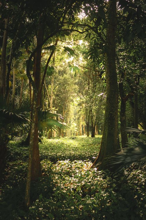 Free Peaceful tropical forest with sunlight filtering through trees in Rio de Janeiro. Stock Photo
