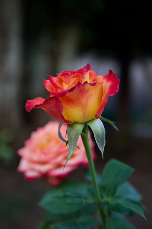 A single rose with red and yellow petals