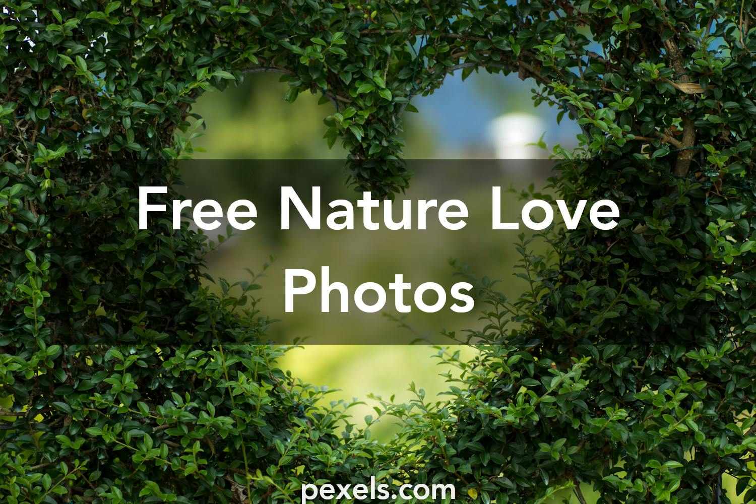 1000+ Beautiful Nature Love Photos · Pexels · Free Stock Photos
