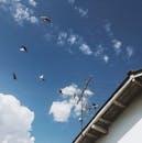 鸽子在蓝天和云层下飞越屋顶天线，被捕捉到了