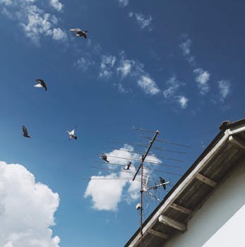 鸽子在蓝天和云层下飞越屋顶天线，被捕捉到了