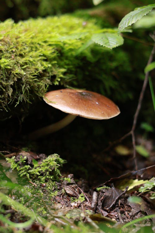 A mushroom is growing in the forest