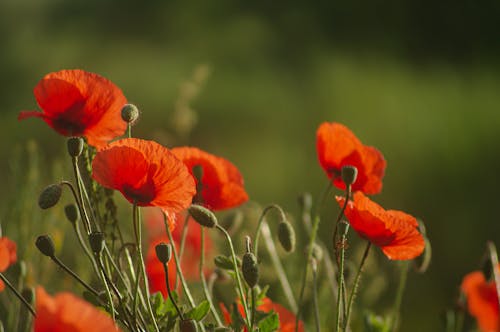Red poppies in a field with green grass