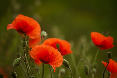 Poppies in bloom in the field