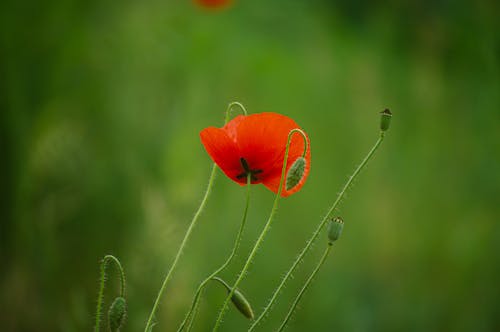 A single red poppy is in the middle of a green field