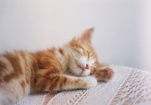 Free Cute ginger kitten sleeping peacefully on a white knitted surface indoors. Stock Photo