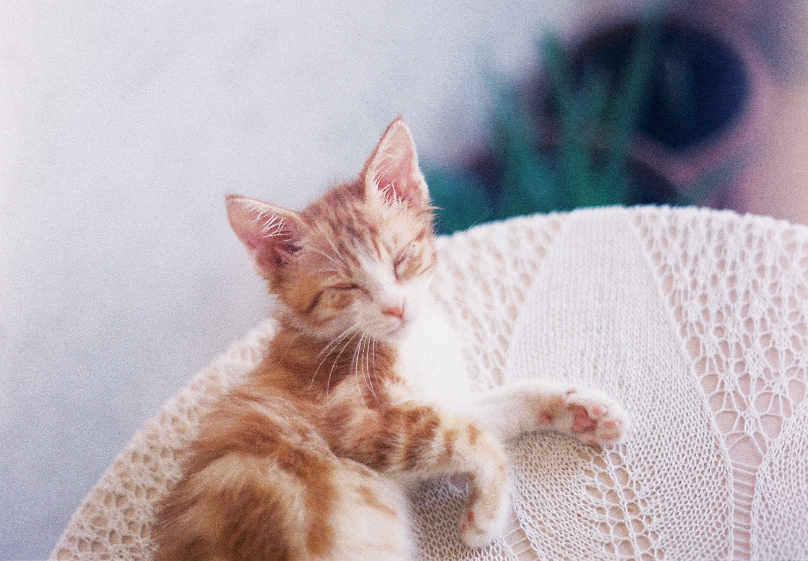 Healthcare and wellness consultation for a cat