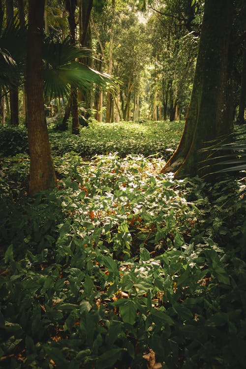 Fotobanka s bezplatnými fotkami na tému dažďový prales, denné svetlo, flóra