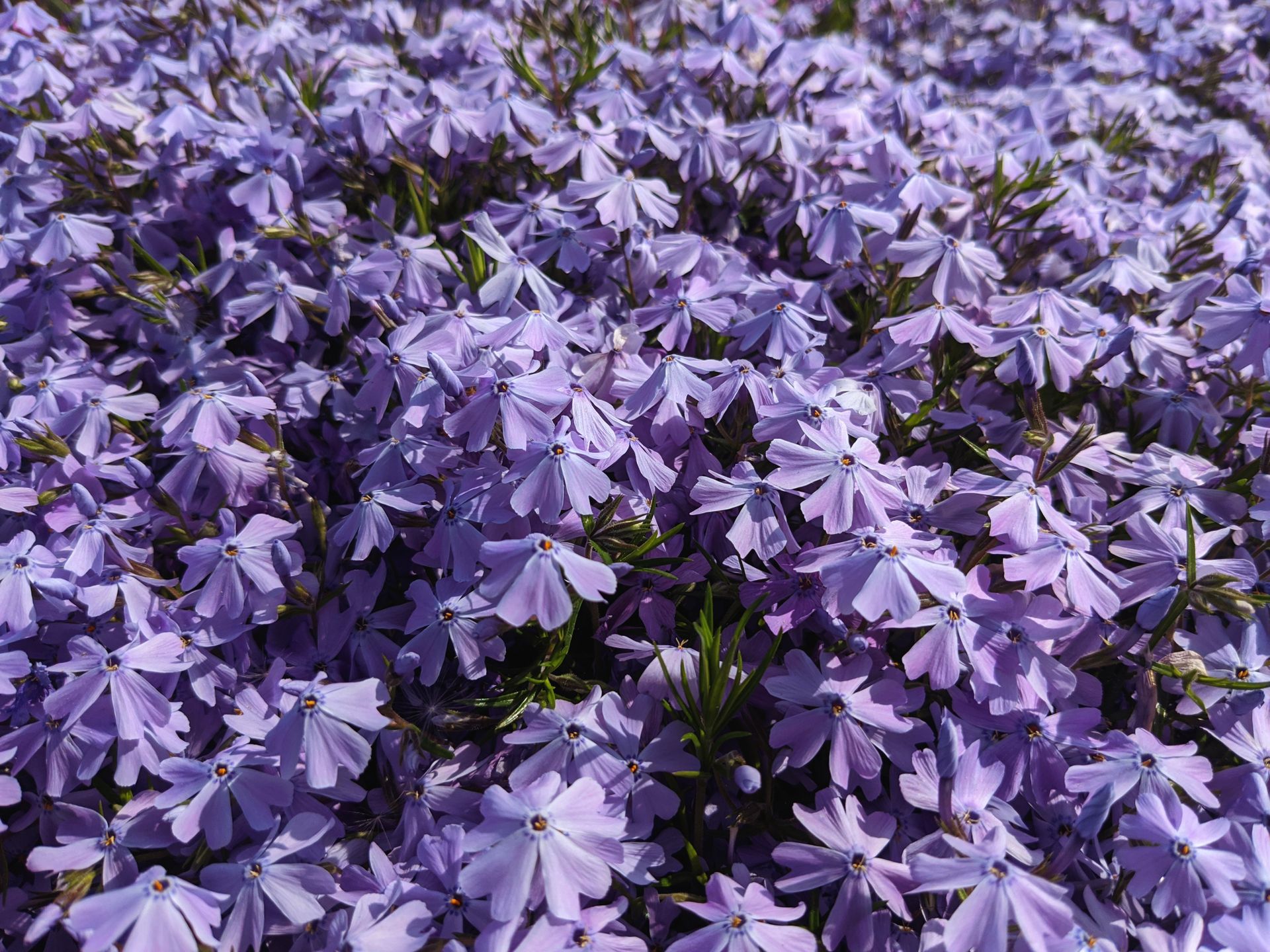 A beautiful field of purple creeping phlox in full bloom under sunlight, showcasing nature's beauty.