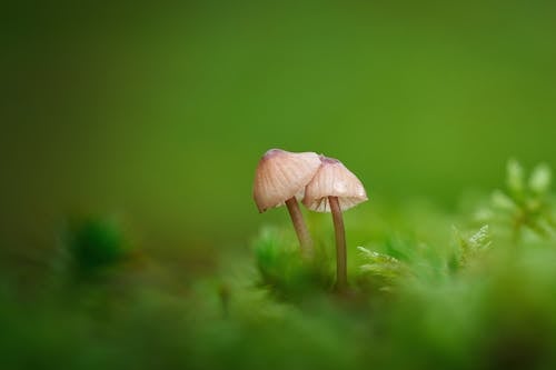 Two small mushrooms are standing on top of green moss