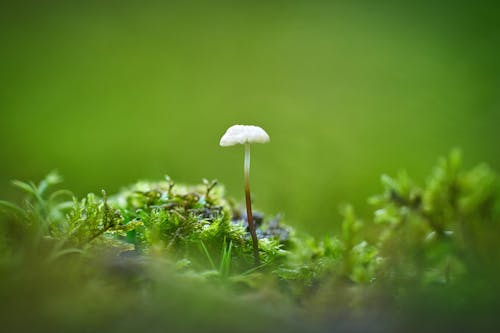 A small white mushroom is sitting on top of some green moss