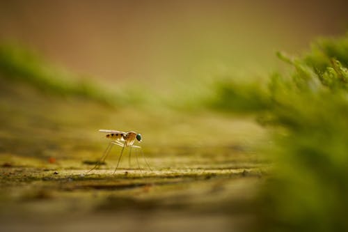 Foto profissional grátis de água, animais selvagens, animal