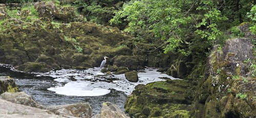 A bird in Skelwith waterfall