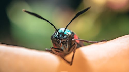 Nahaufnahmefoto Eines Schwarzen Insekts Auf Menschlicher Haut