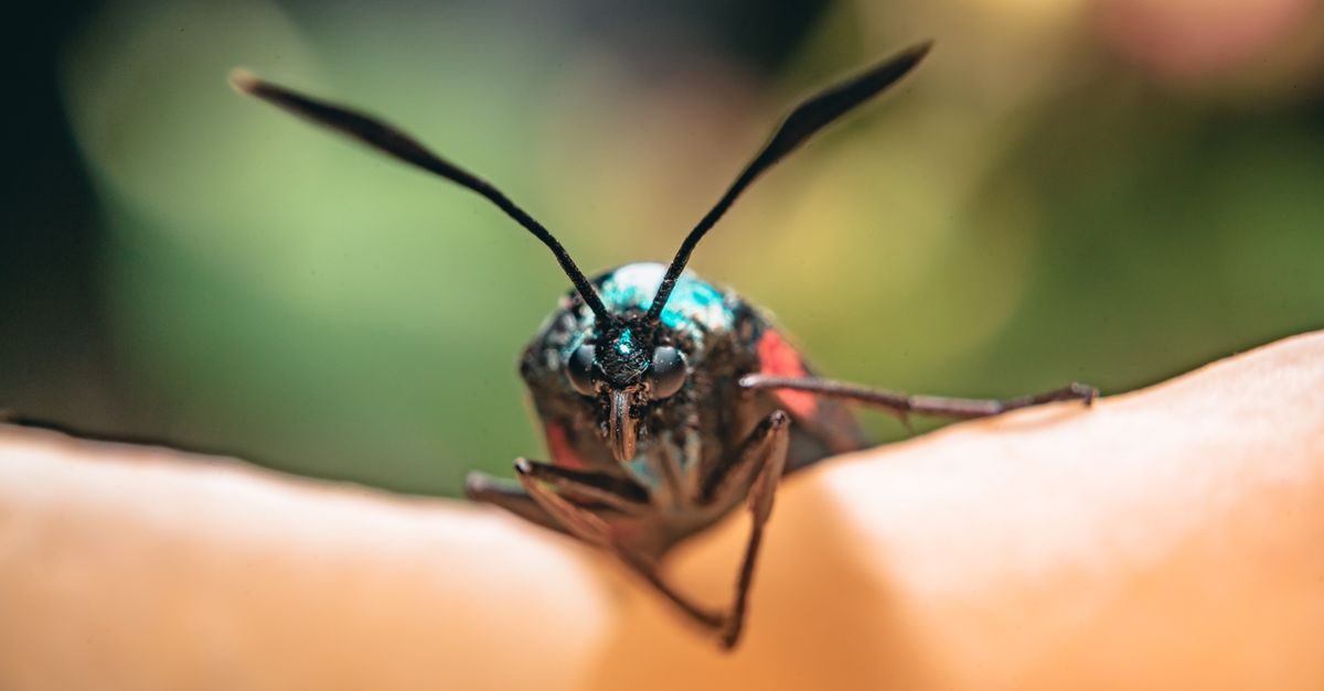 Close-up photo of a black Insect on human skin · Free Stock Photo