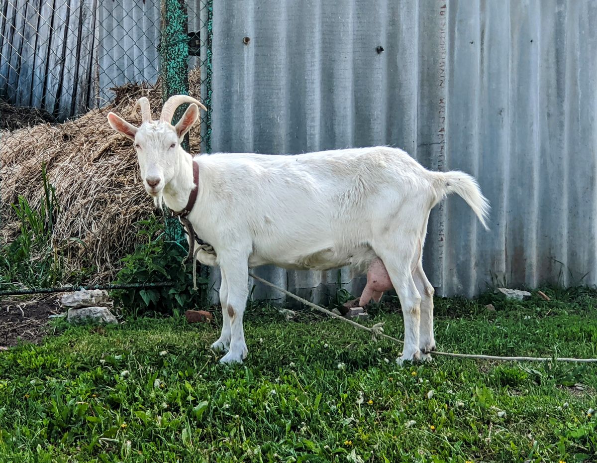 Healthy goats grazing in a green pasture