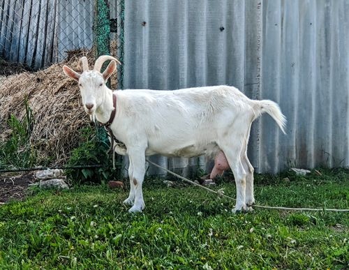 Goat, one of the farm animals we immunize