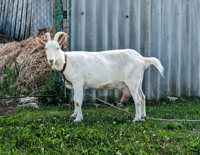 Goat on the farm