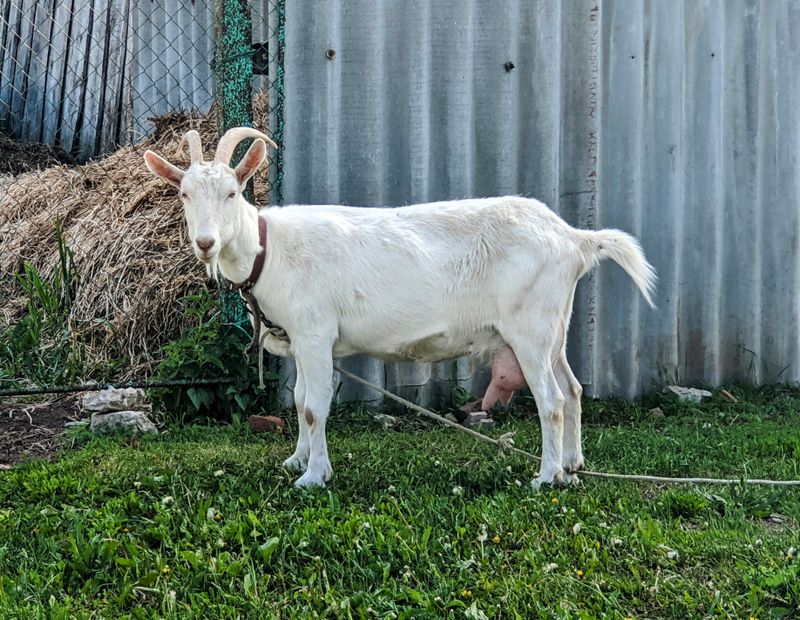 A healthy goat in Uganda