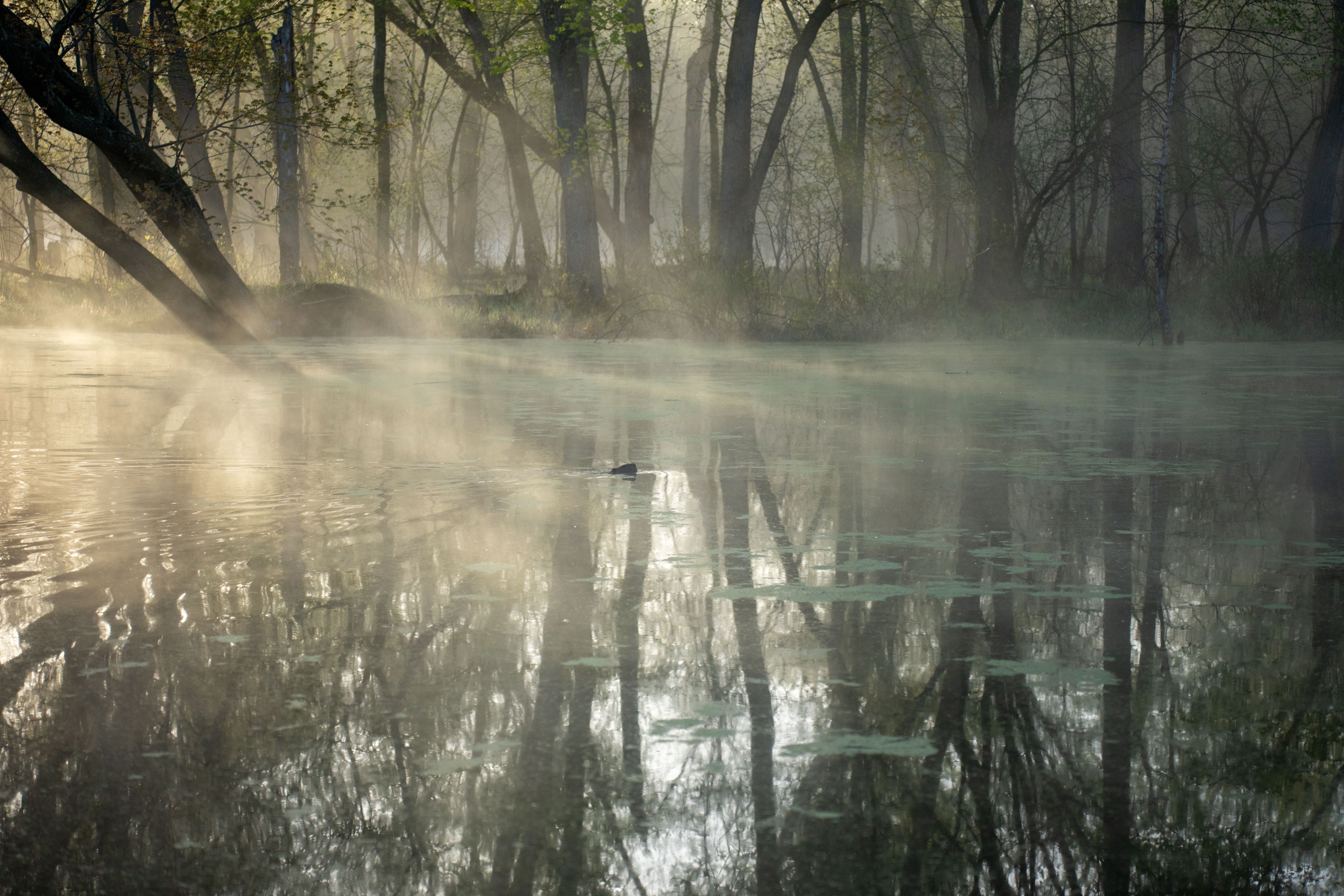 A misty morning on the lake with trees and birds · Free Stock Photo