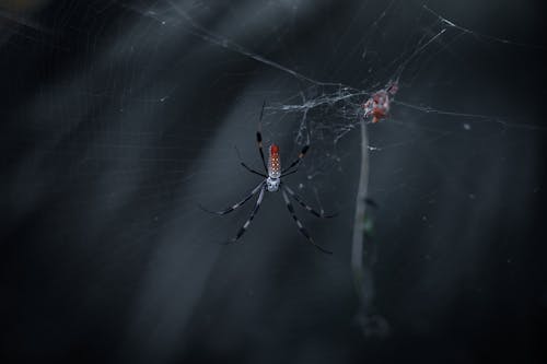 Gratis lagerfoto af edderkop, fælde, fare