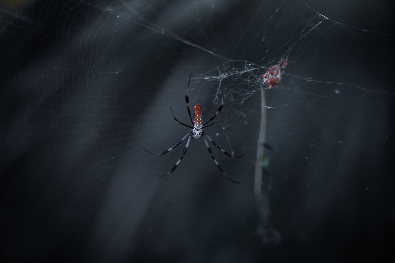 detailed shot of a spider on its web showcasing delicate arachnid craf
