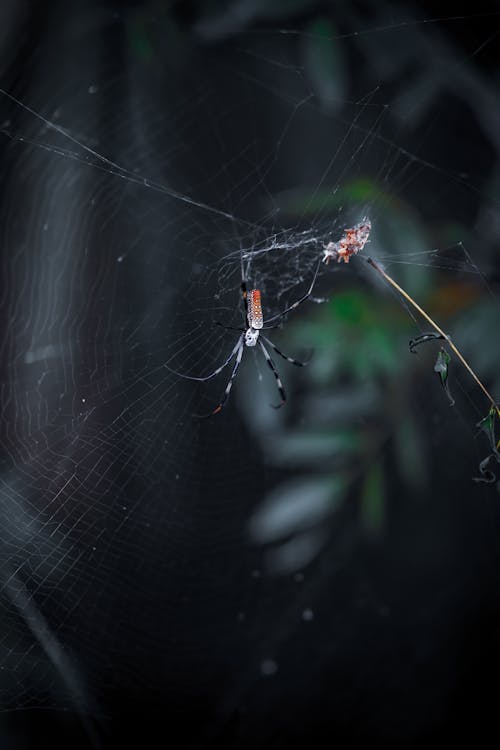 Web, 令人不寒而慄的, 危險 的 免費圖庫相片