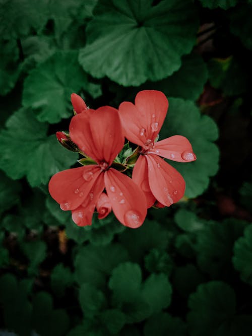 Free stock photo of after the rain, beautiful flower, beautiful flowers