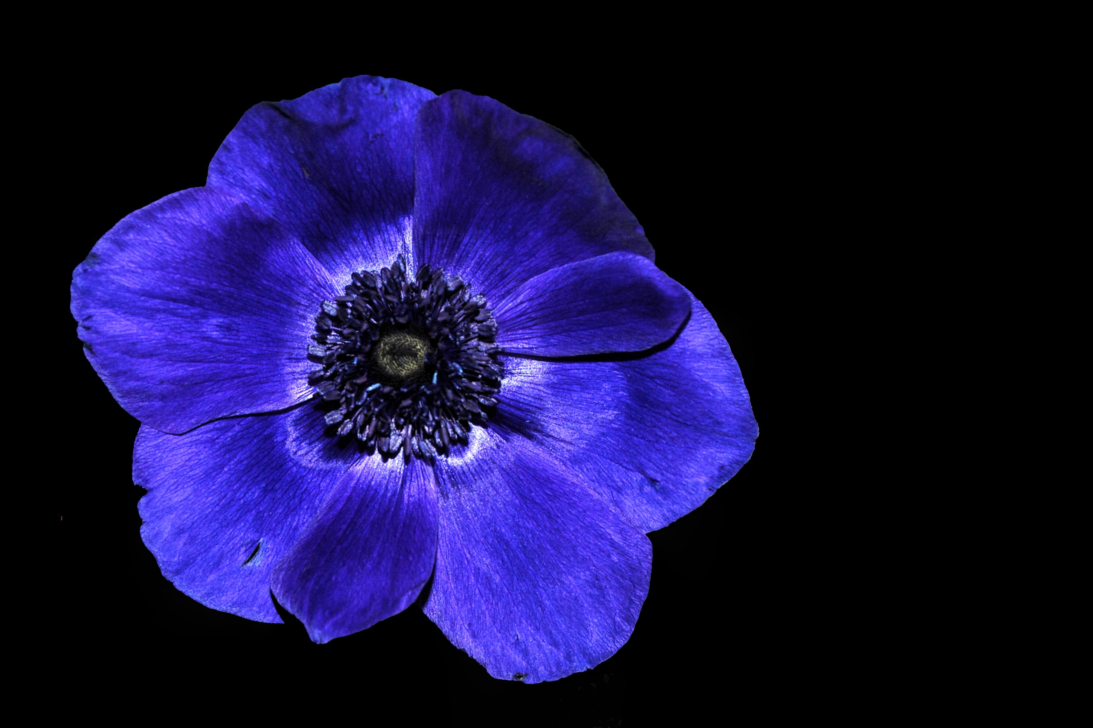 Foto Stok Gratis Tentang Background Hitam Biru Hahnenfuaygewa Chs